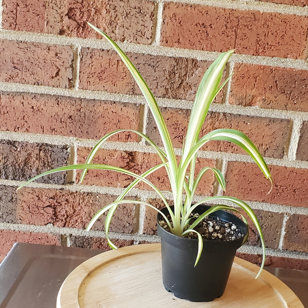 Spider Plant |  Chlorophytum comosum 3" pot - Picture 6 of 8